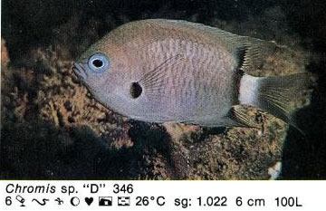 Chromis sp